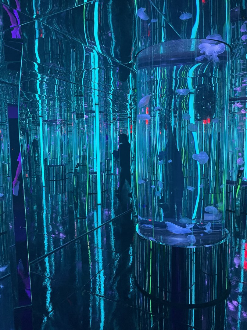 Jellyfish Room- May 2024