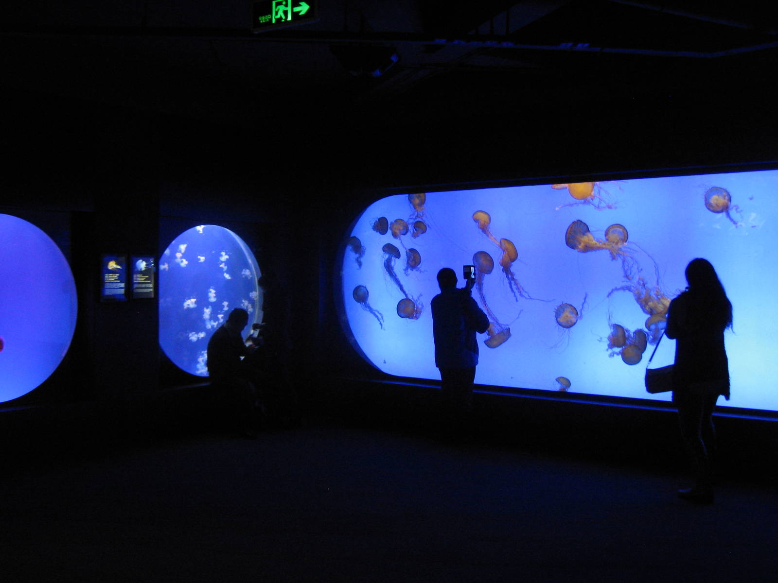 jellyfish room