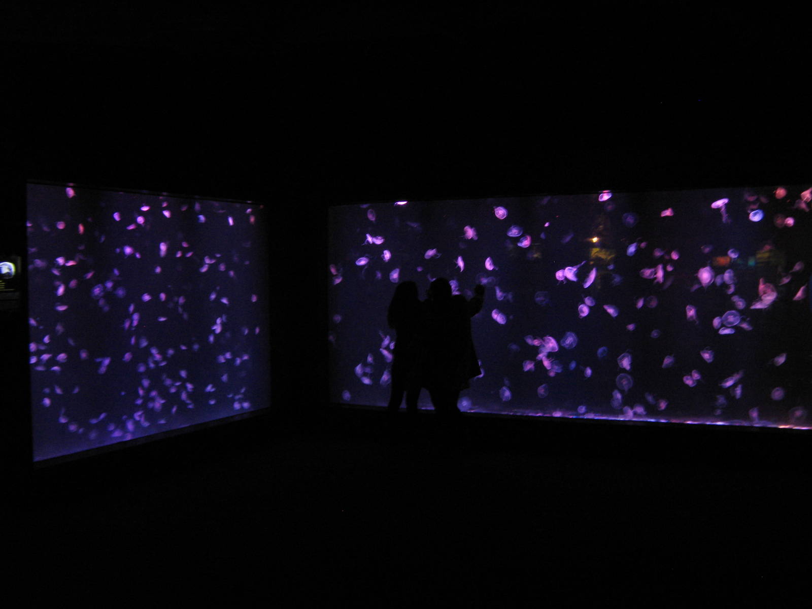 jellyfish room