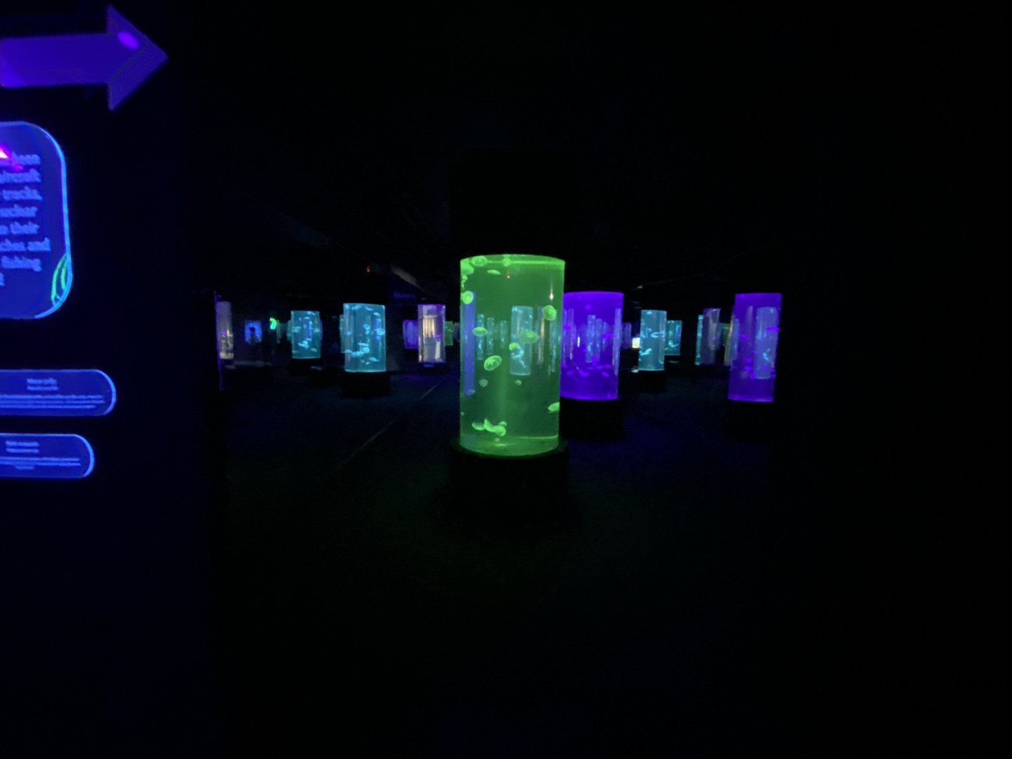 Jellyfish room