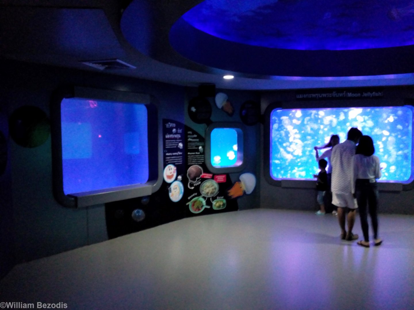 Jellyfish Section - Bangsaen Aquarium