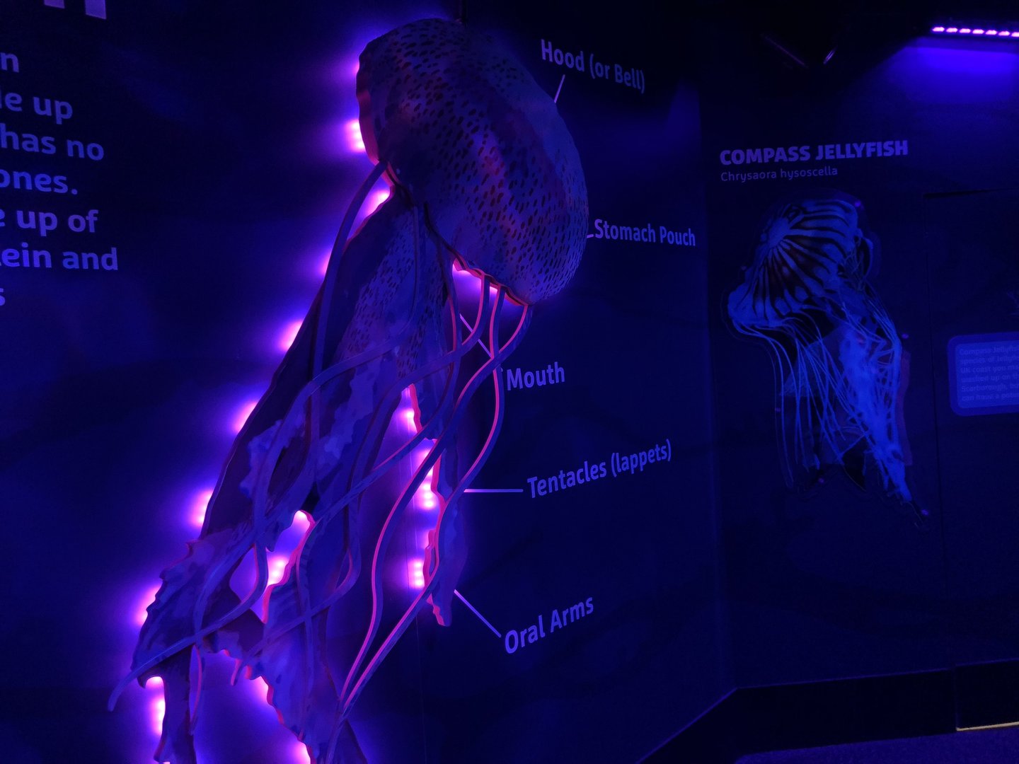 Jellyfish Signage at SEA LIFE Scarborough (September 2022)