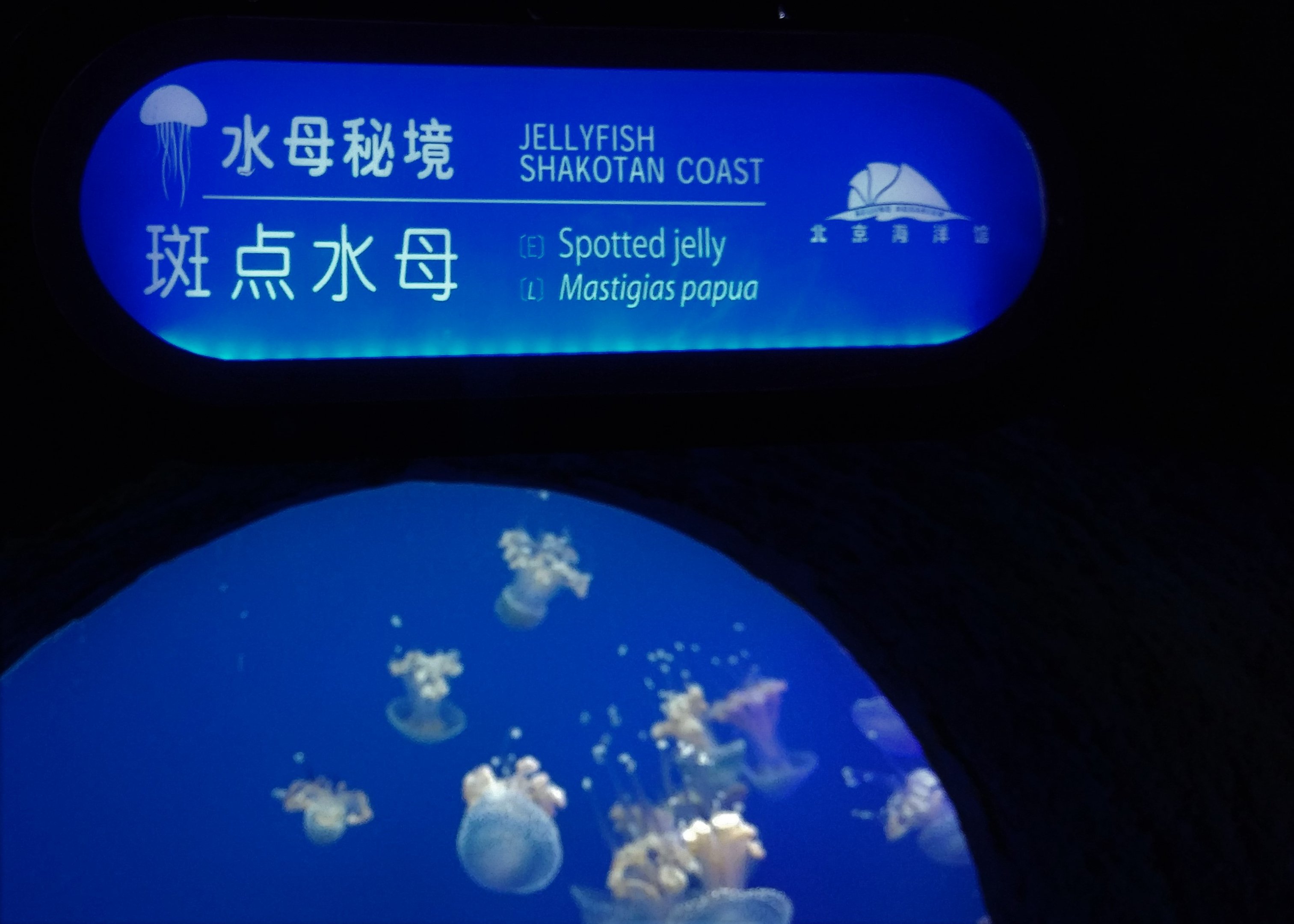 Jellyfish Signage