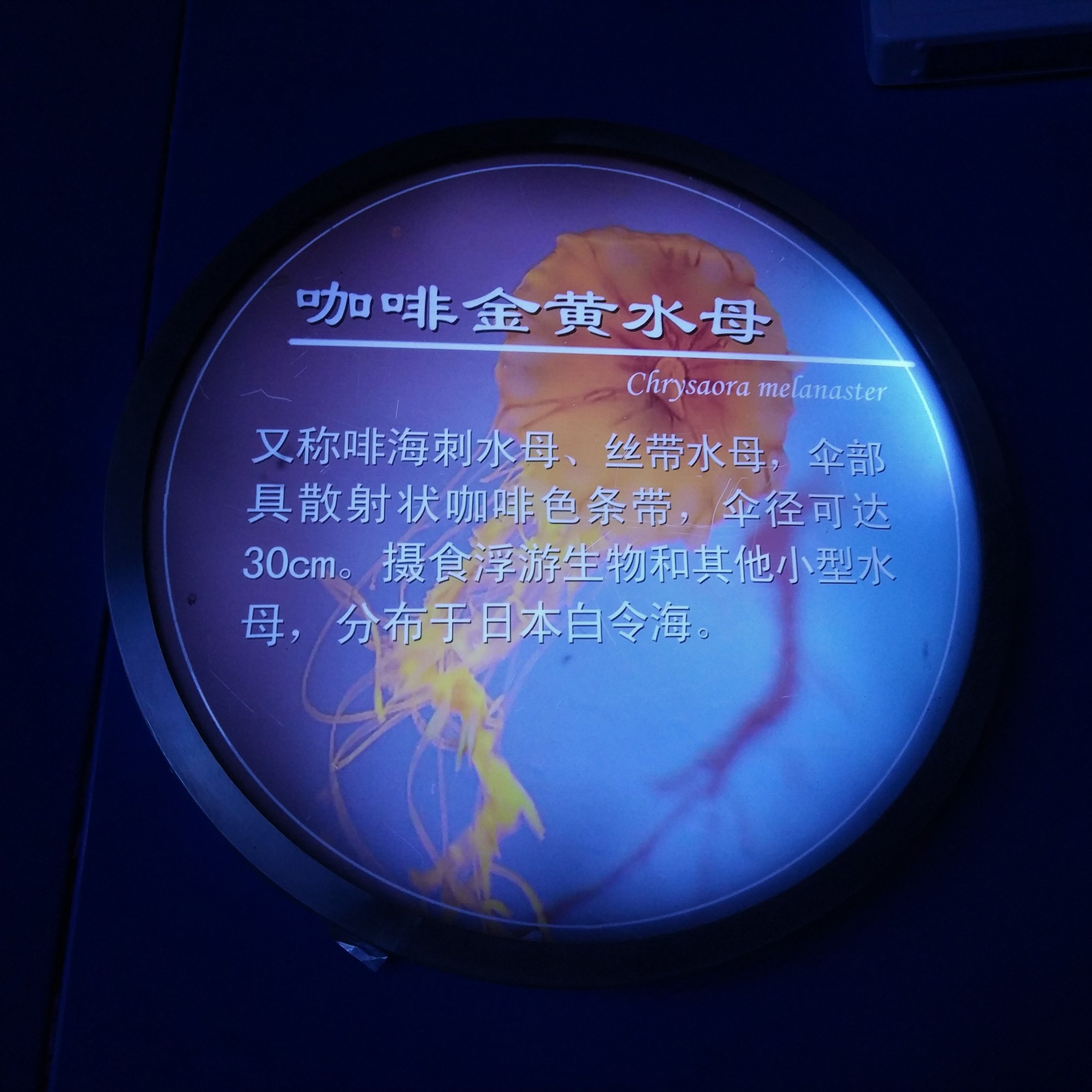 Jellyfish Signage