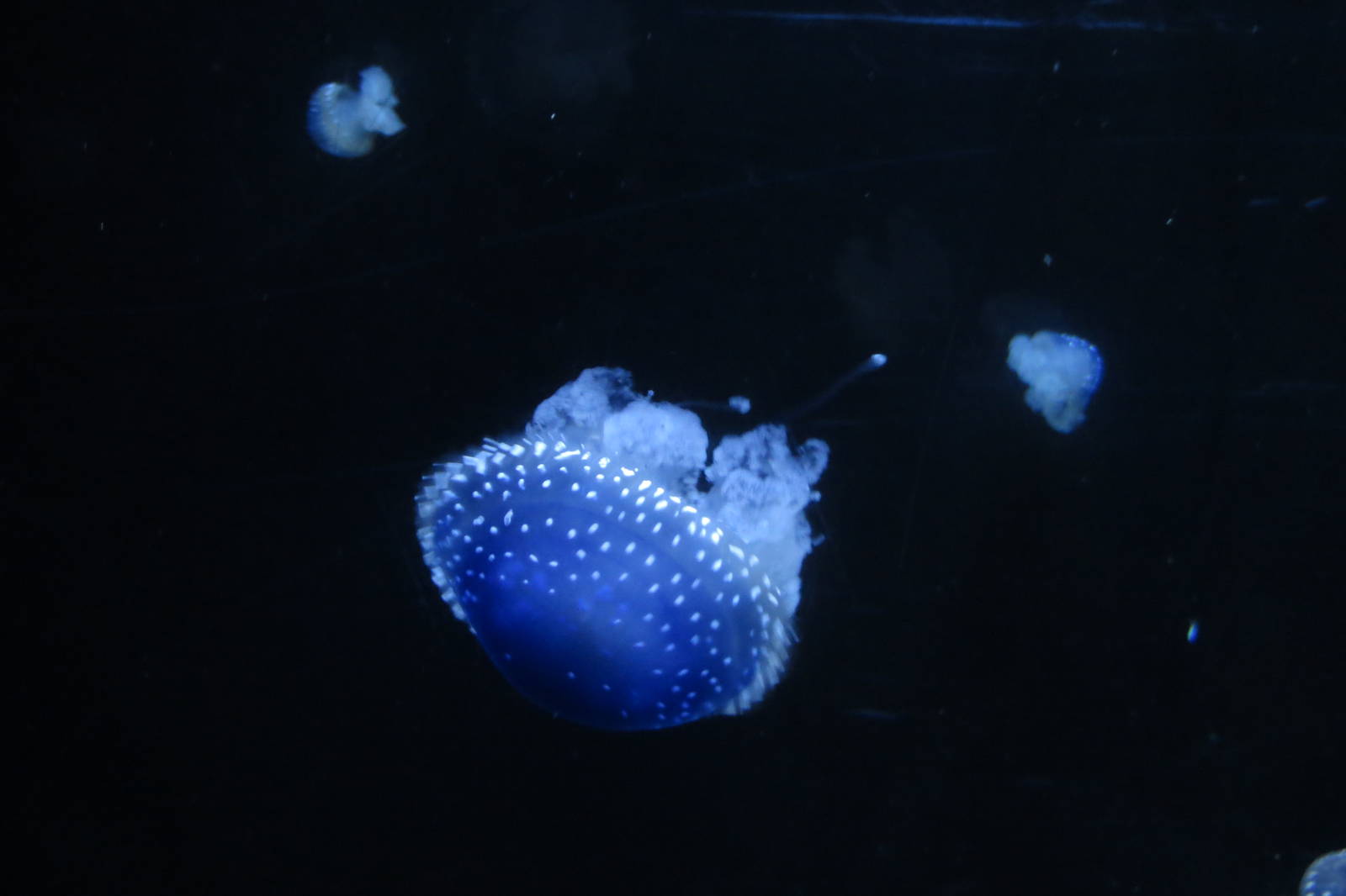 Jellyfish sp. 140216