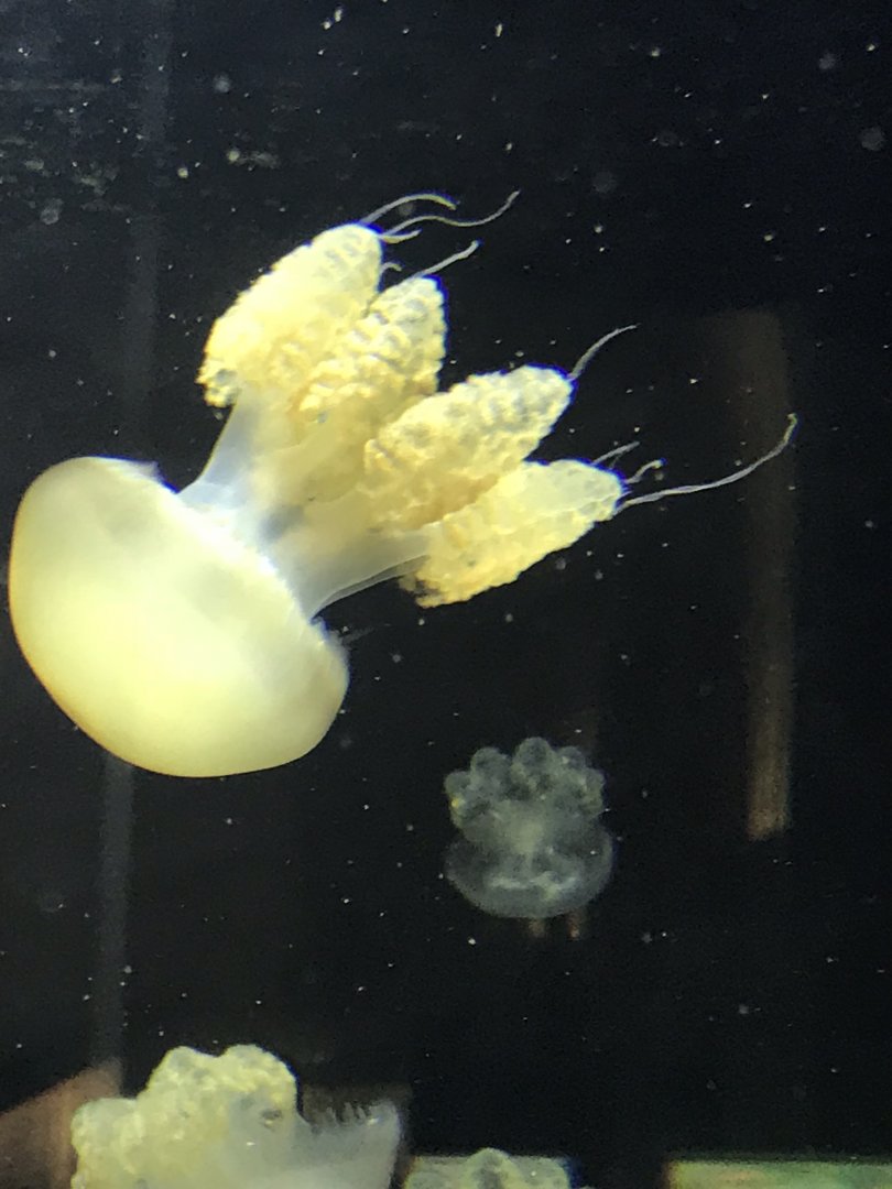 Jellyfish sp. 270118