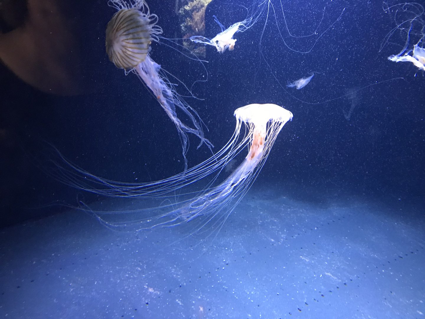 Jellyfish sp. 270118