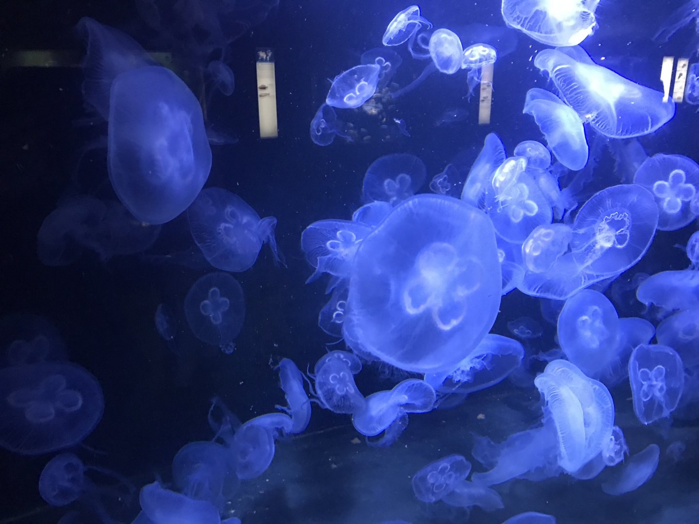 Jellyfish sp. 270118