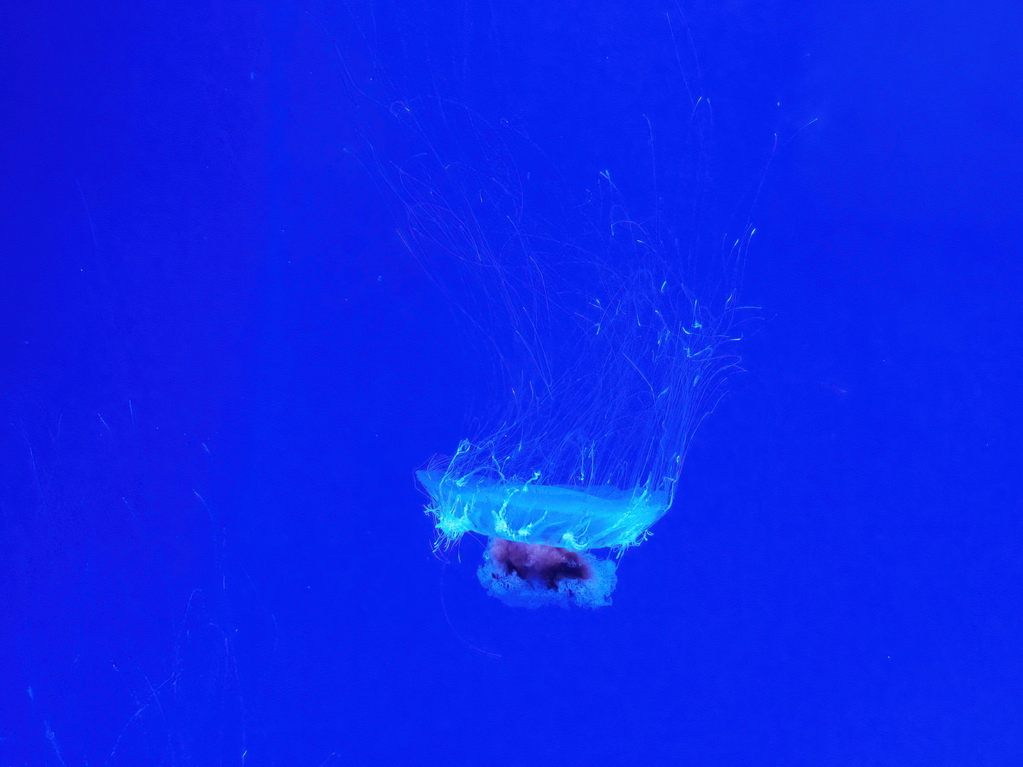 Jellyfish species at Pairi Daiza, 2023-05-15