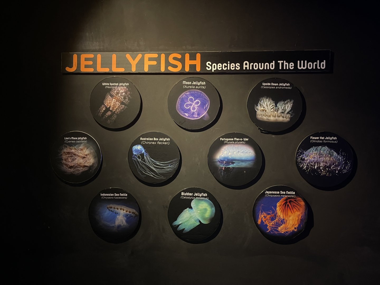 jellyfish species signage