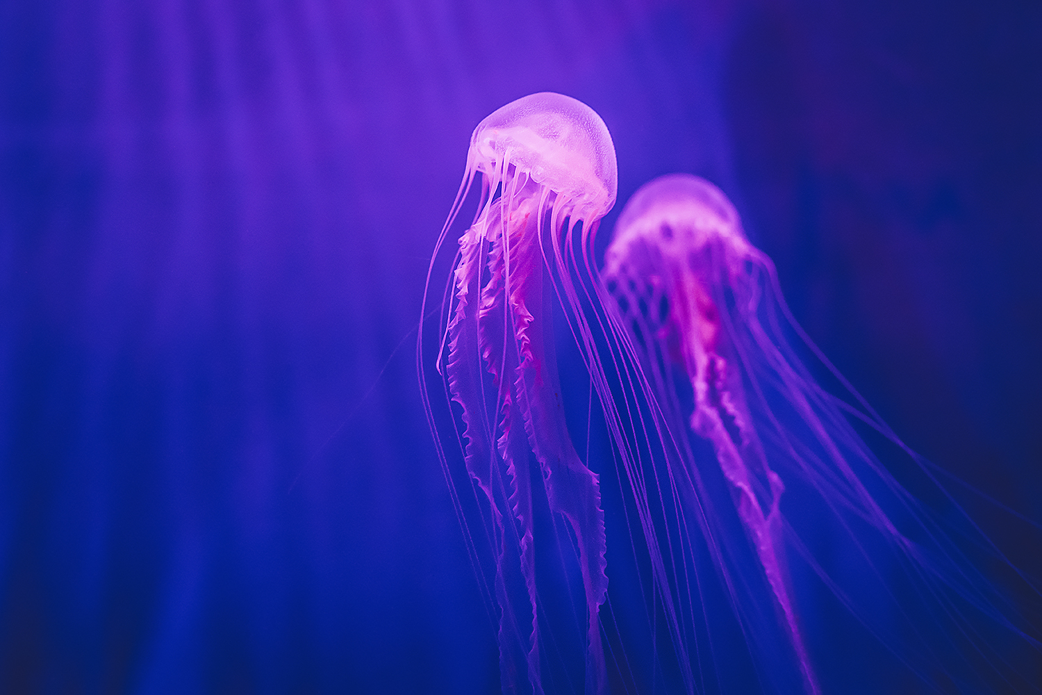 Jellyfish (species unknown)