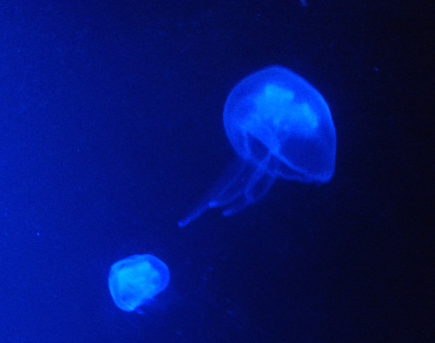 Jellyfish species