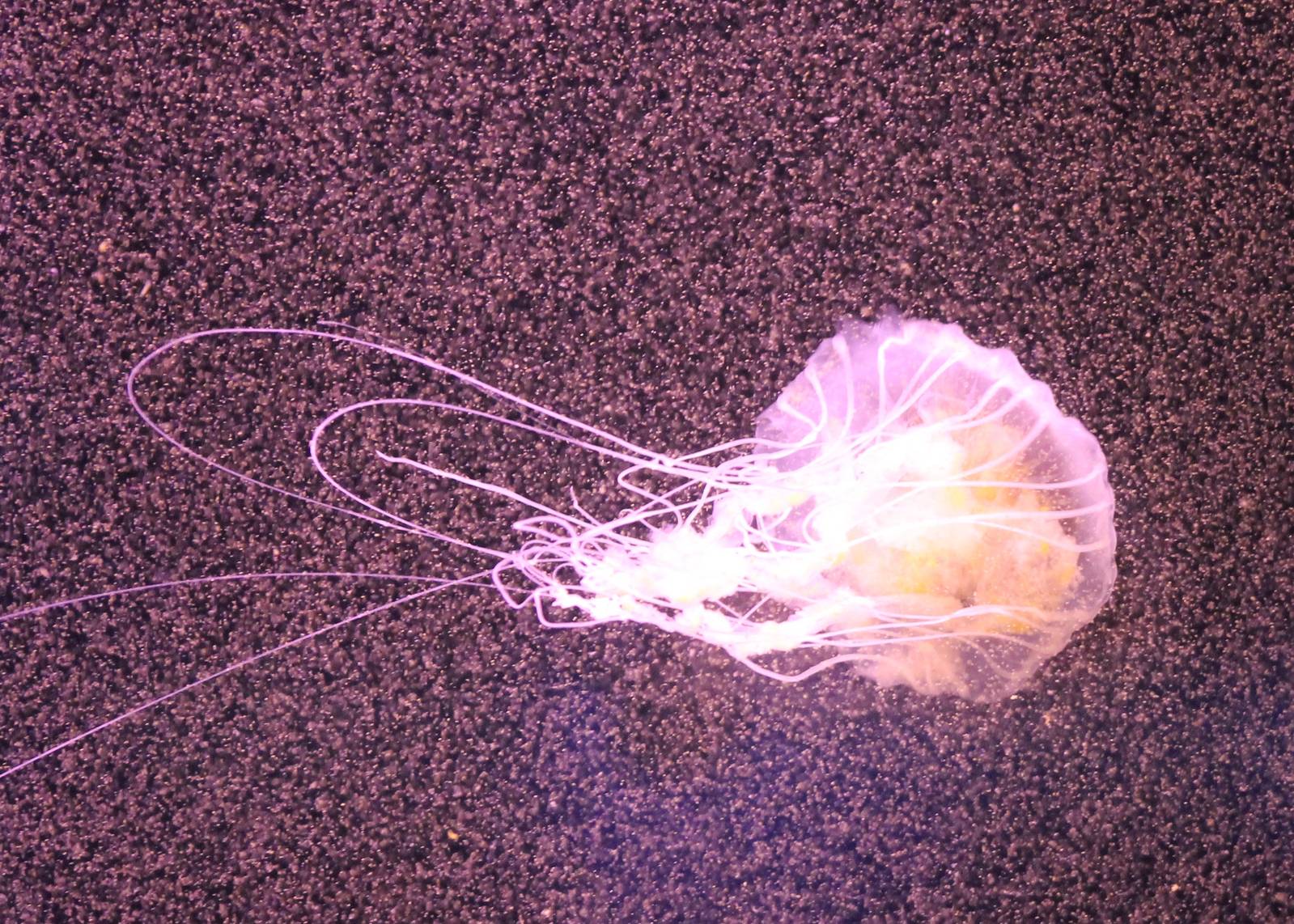 Jellyfish species