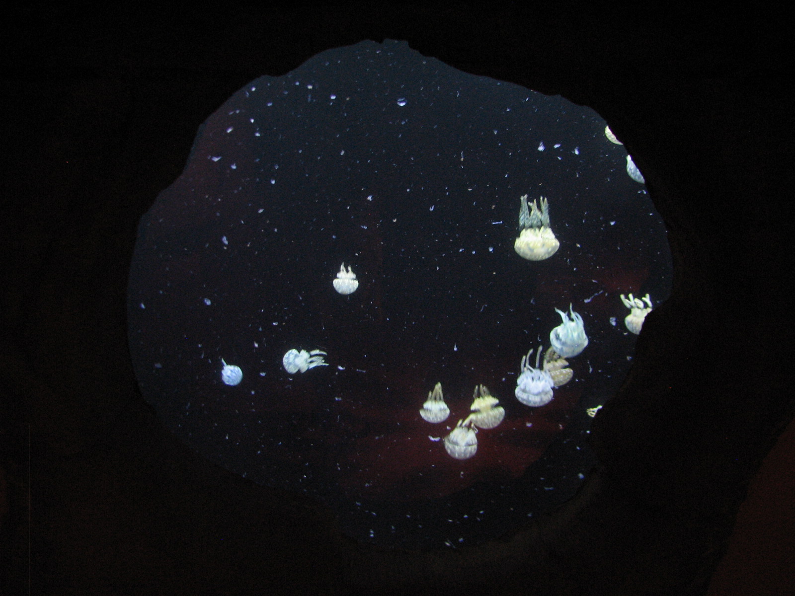 Jellyfish - Spotted Jellyfish Exhibit