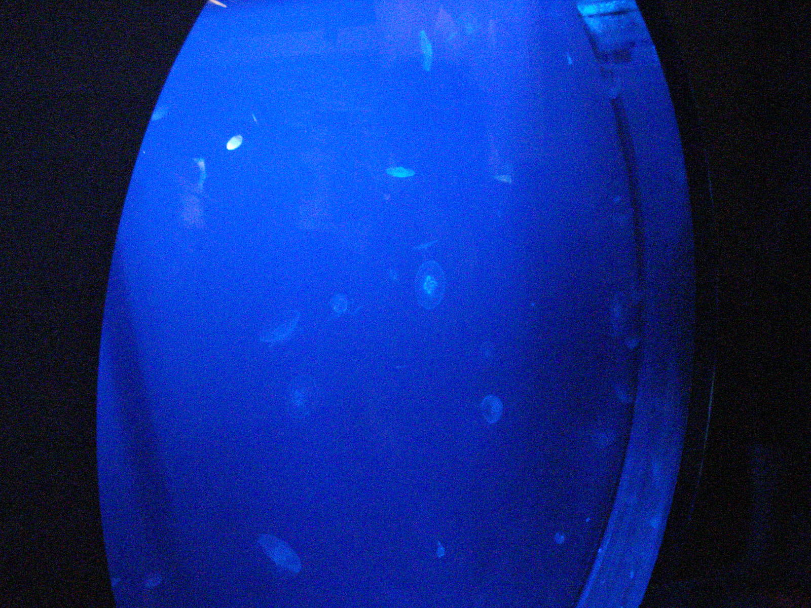 Jellyfish tank, 02/05/2009