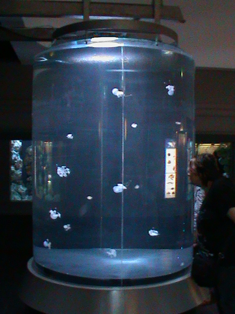 jellyfish tank 030910