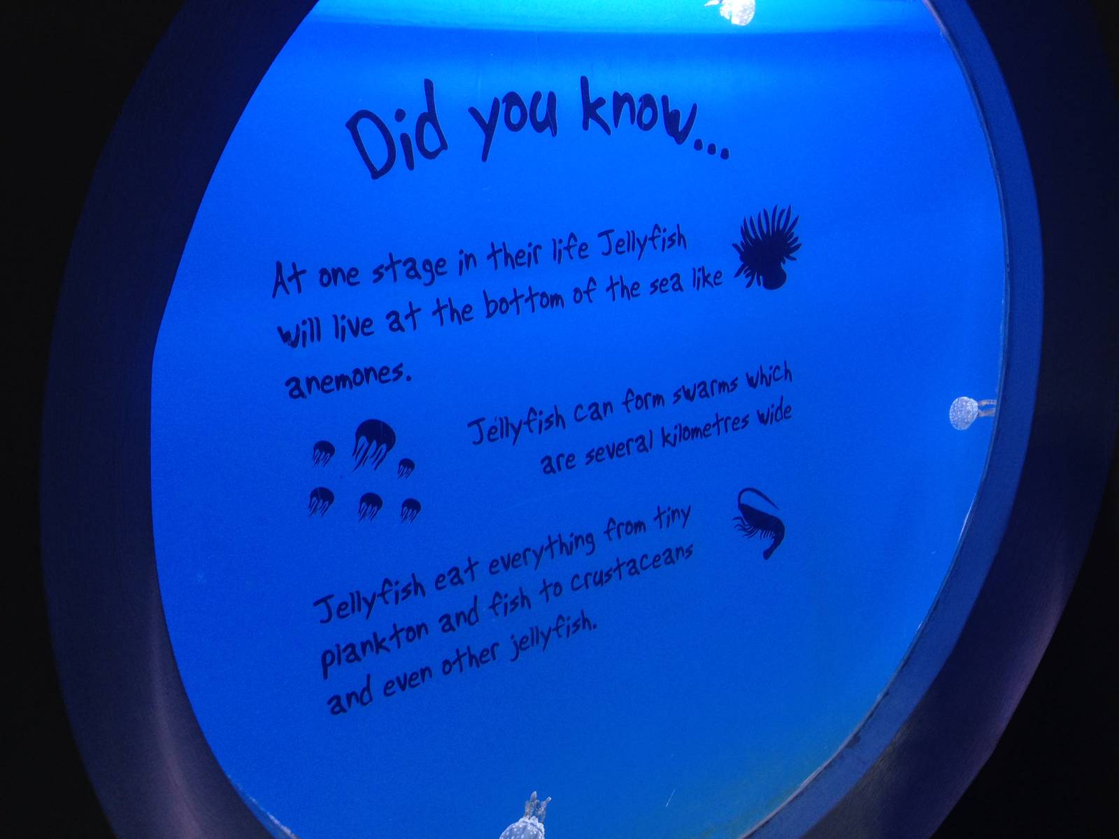 Jellyfish Tank at Blue Planet Aquarium - 05/10/2013