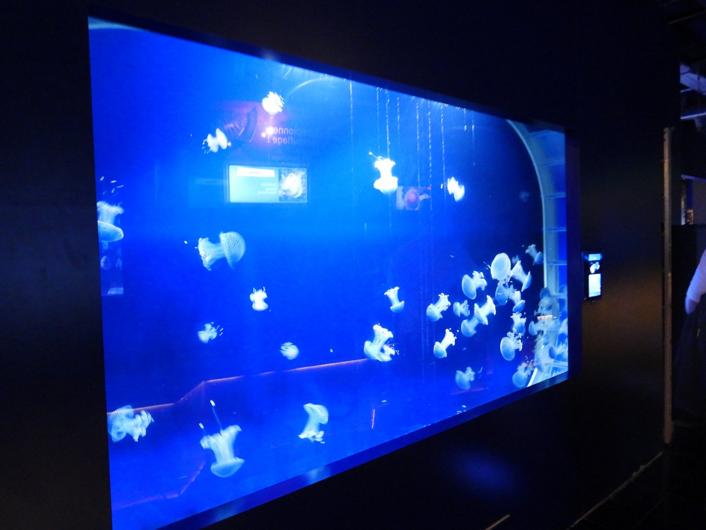 Jellyfish tank at the mediterranean section