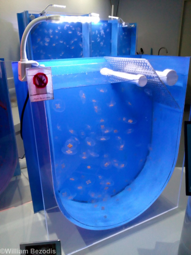 Jellyfish Tank - Bangsaen Aquarium