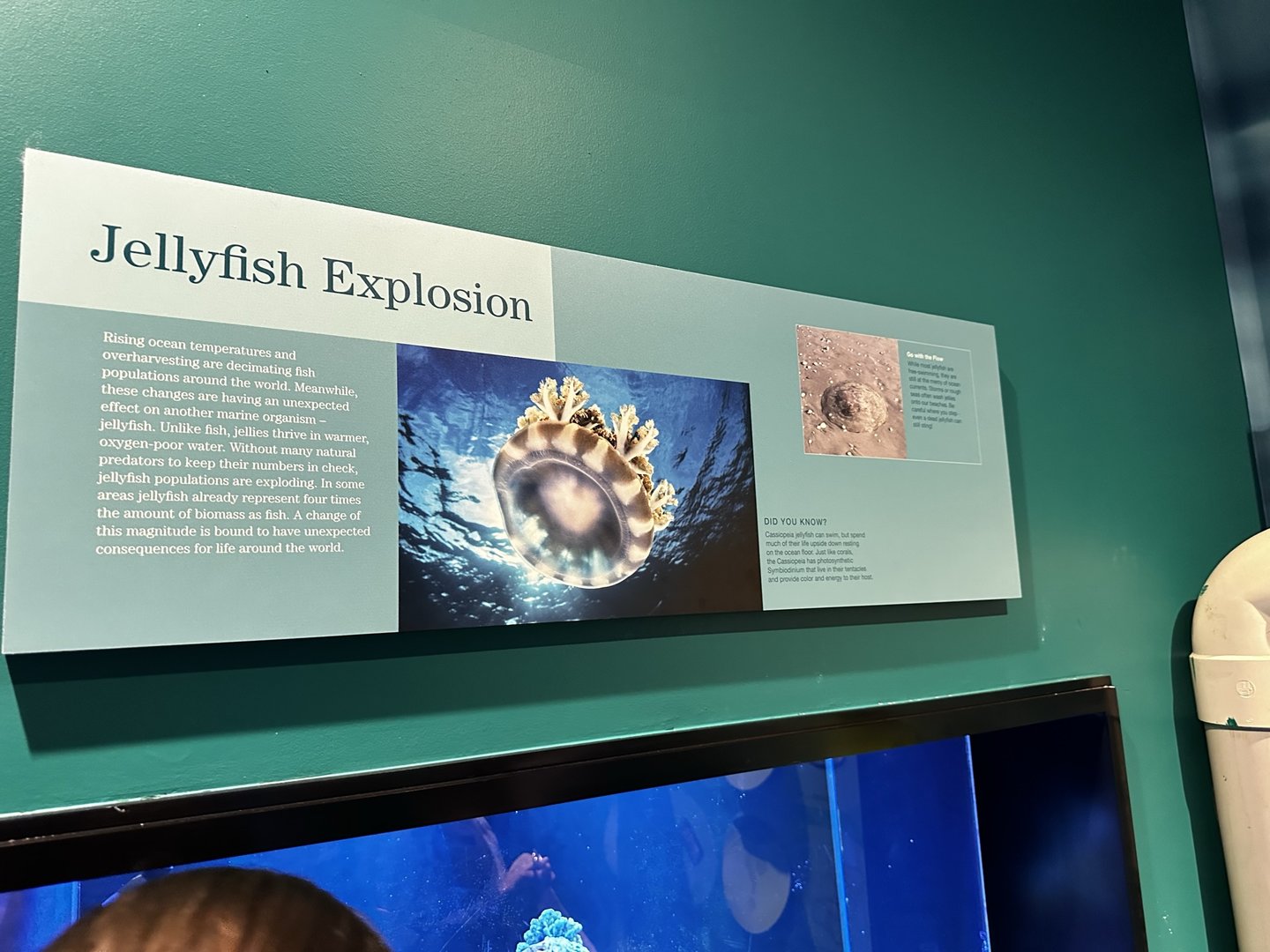 Jellyfish Tank Signage