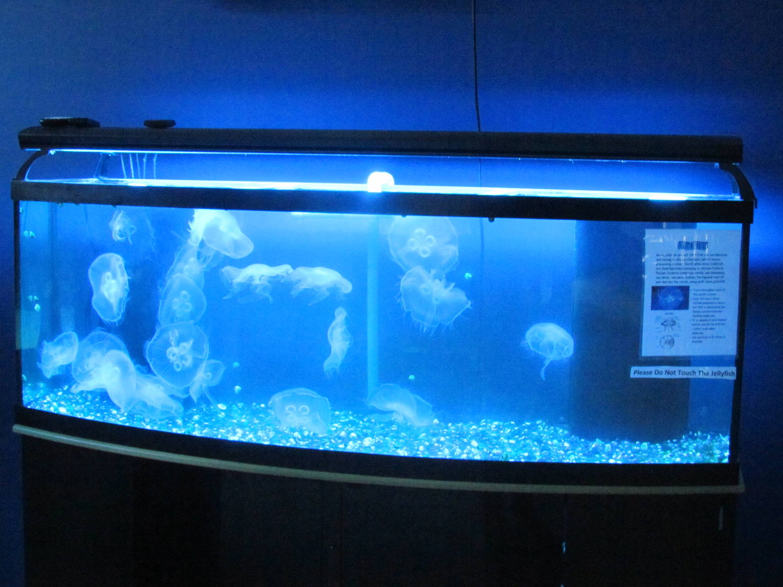 Jellyfish Tank