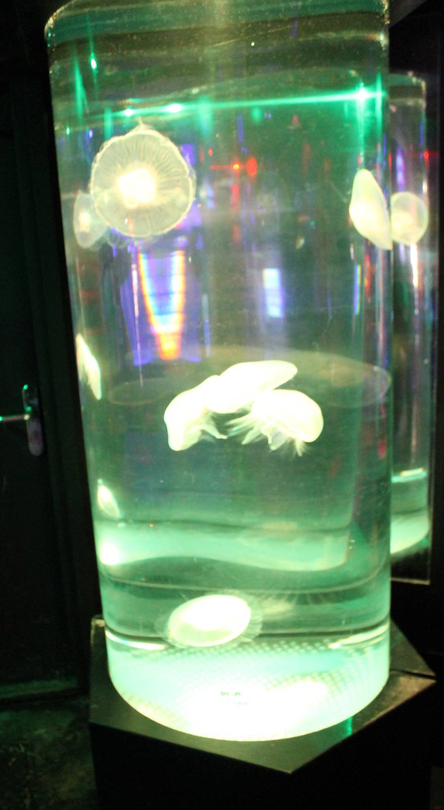 Jellyfish-tank
