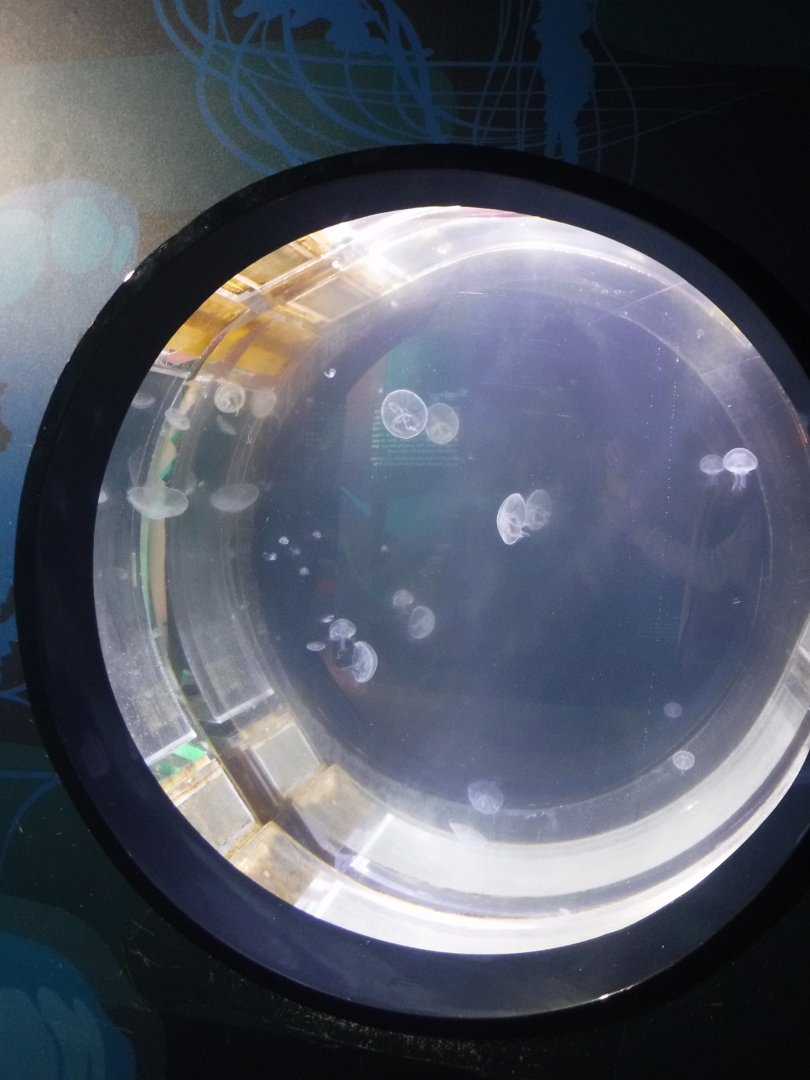 Jellyfish tank