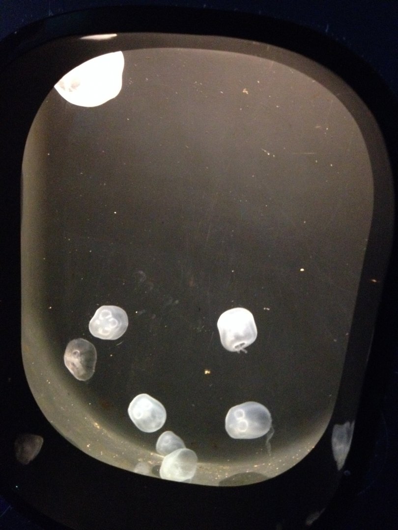 Jellyfish tank