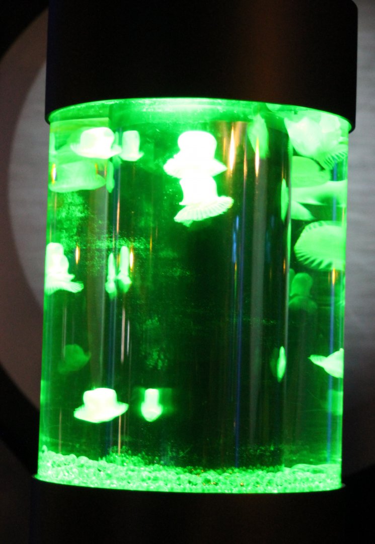 Jellyfish tank