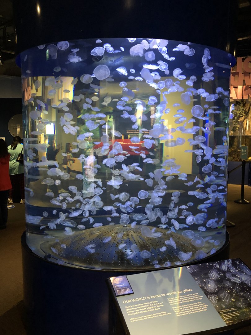 Jellyfish Tank
