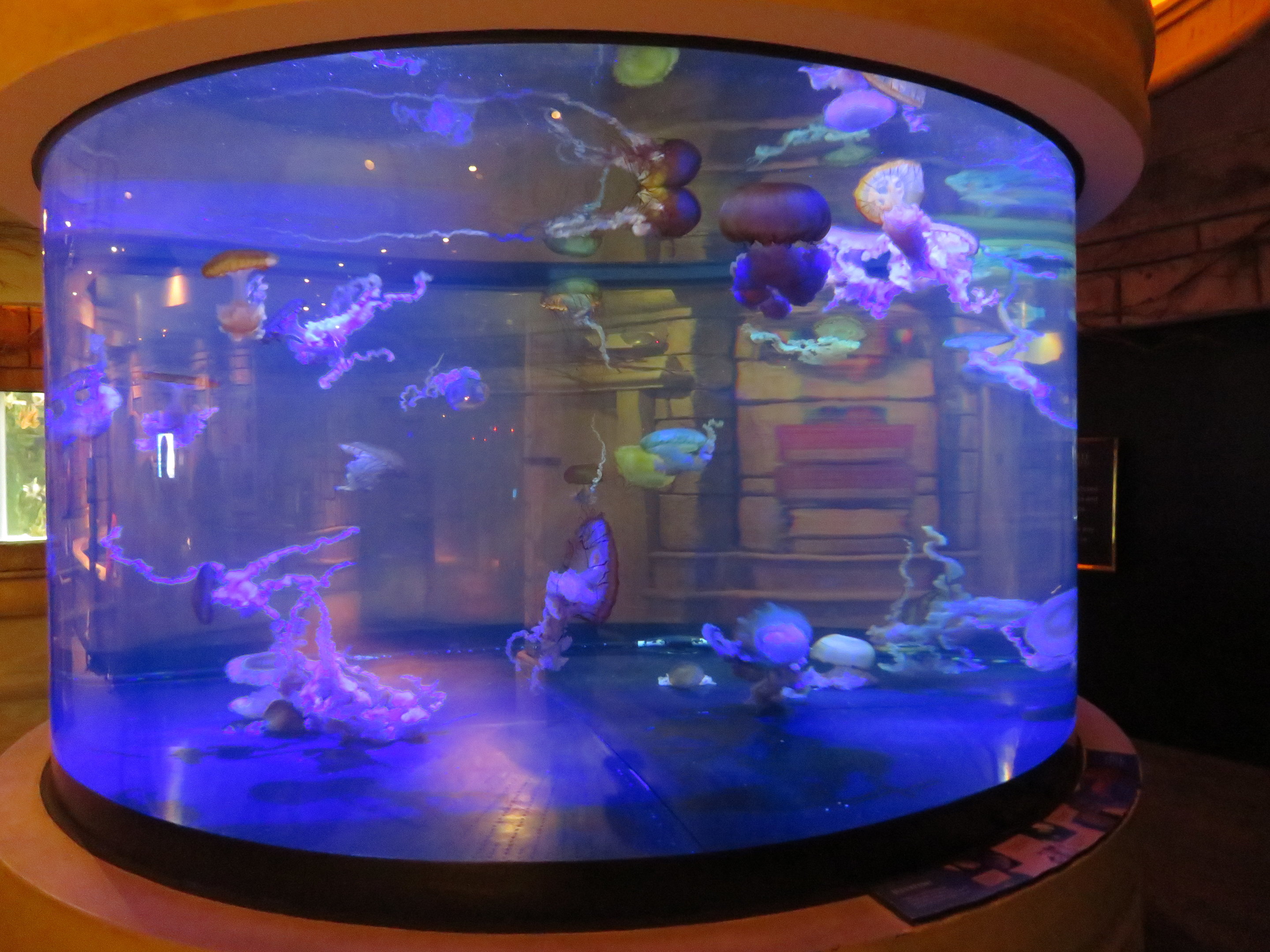 Jellyfish Tank