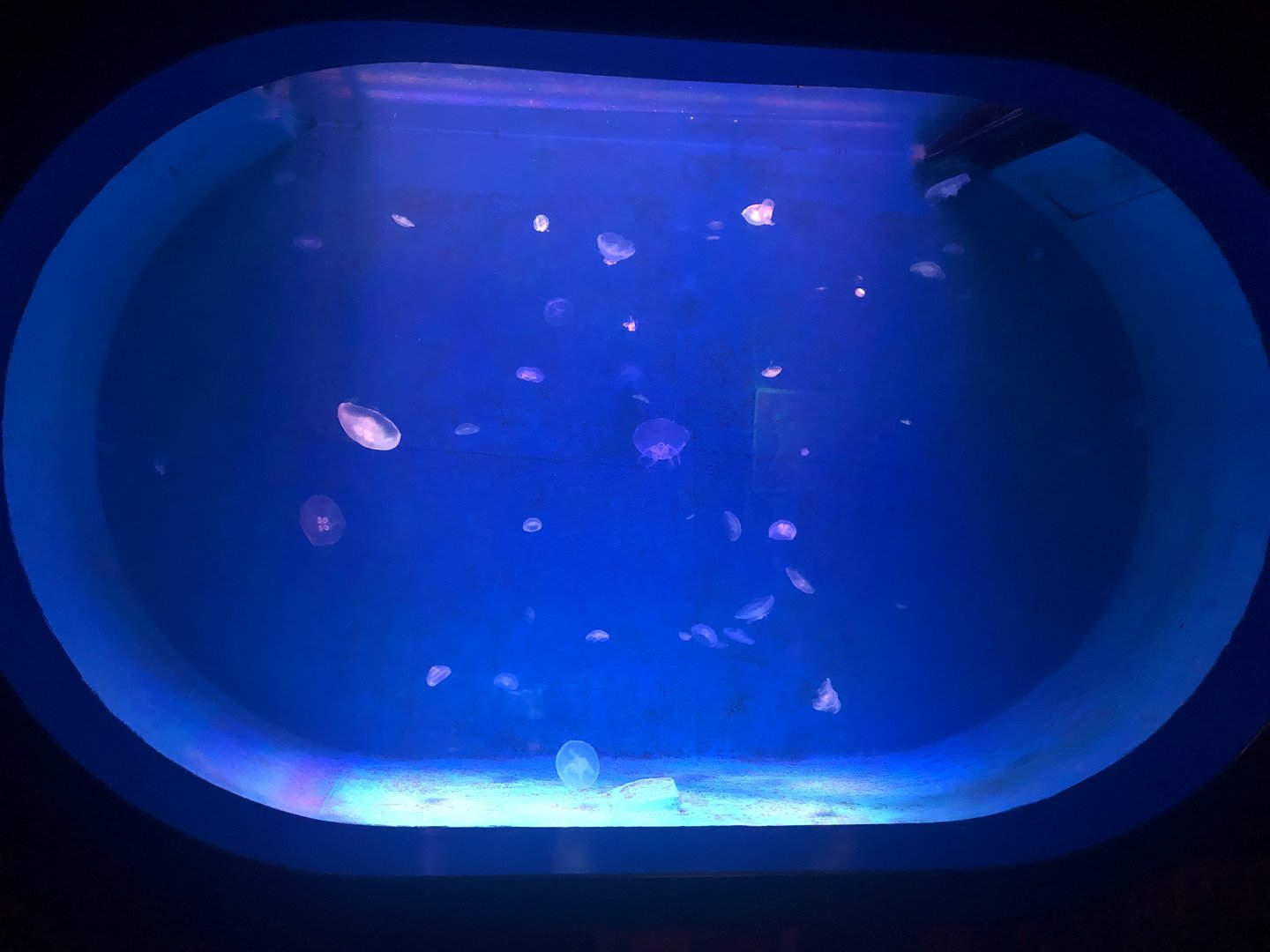 Jellyfish Tank