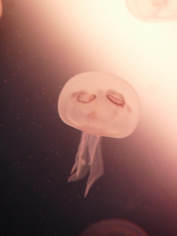 Jellyfish Tank