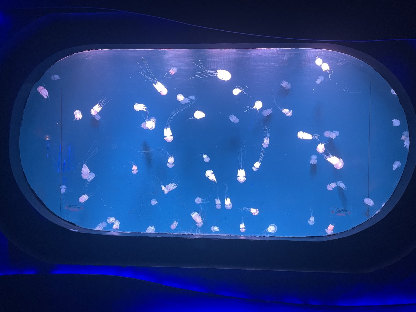 jellyfish tank