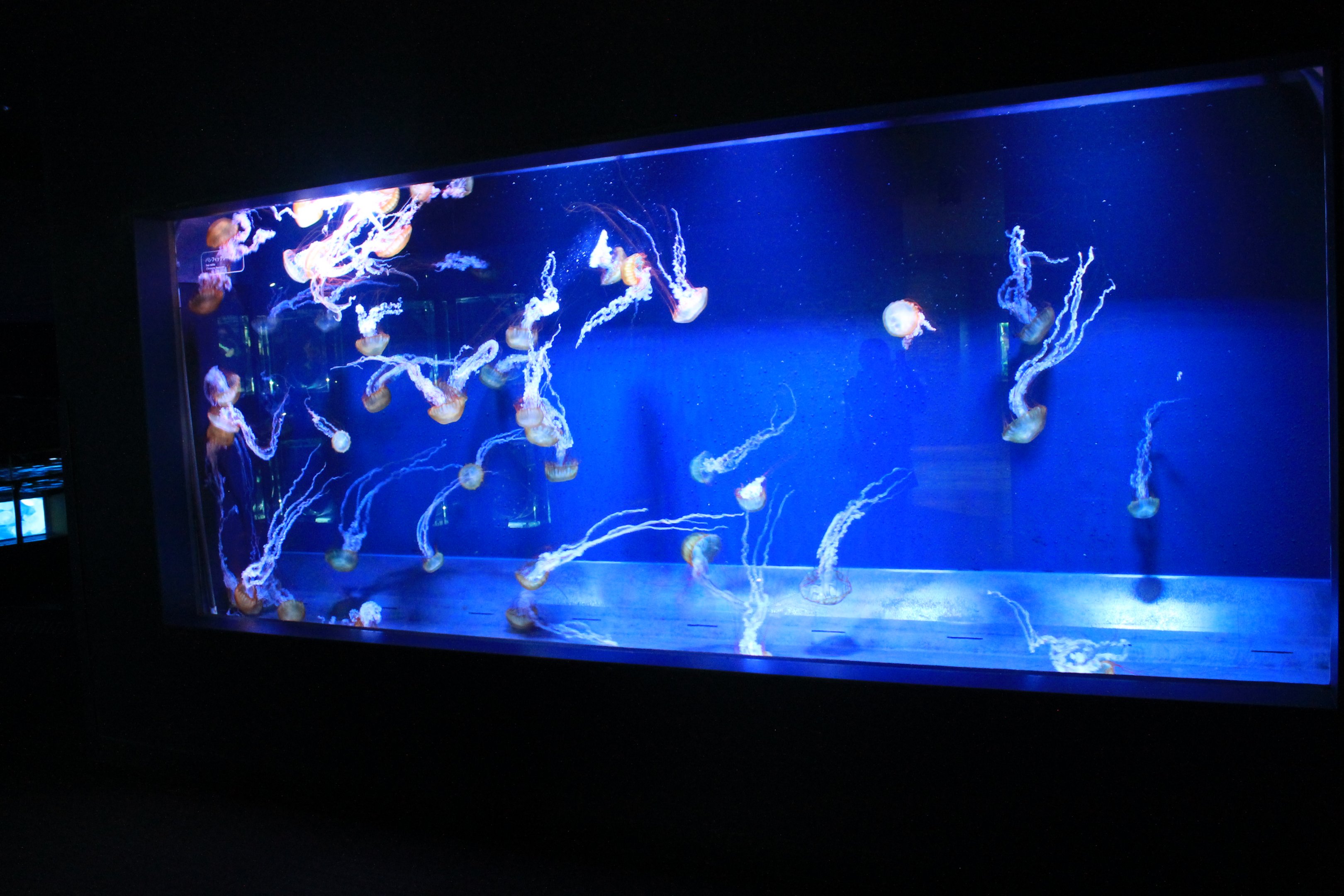 Jellyfish tank