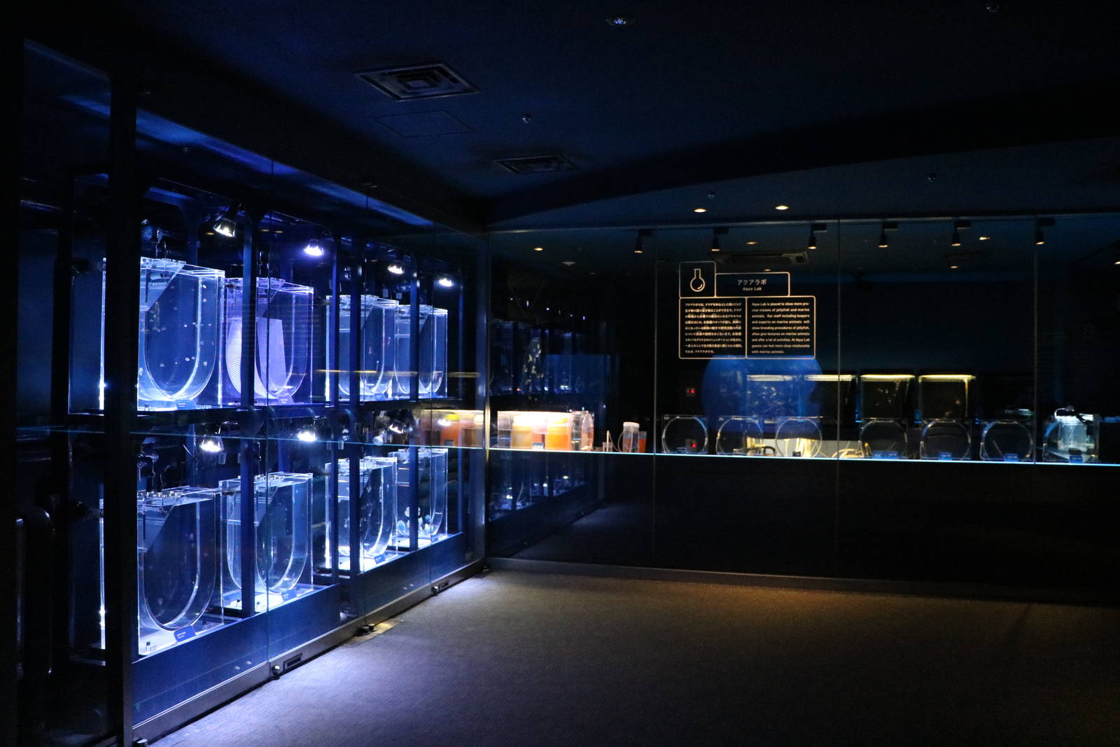 Jellyfish tanks & jelly lab - Sumida Aquarium, February 2016