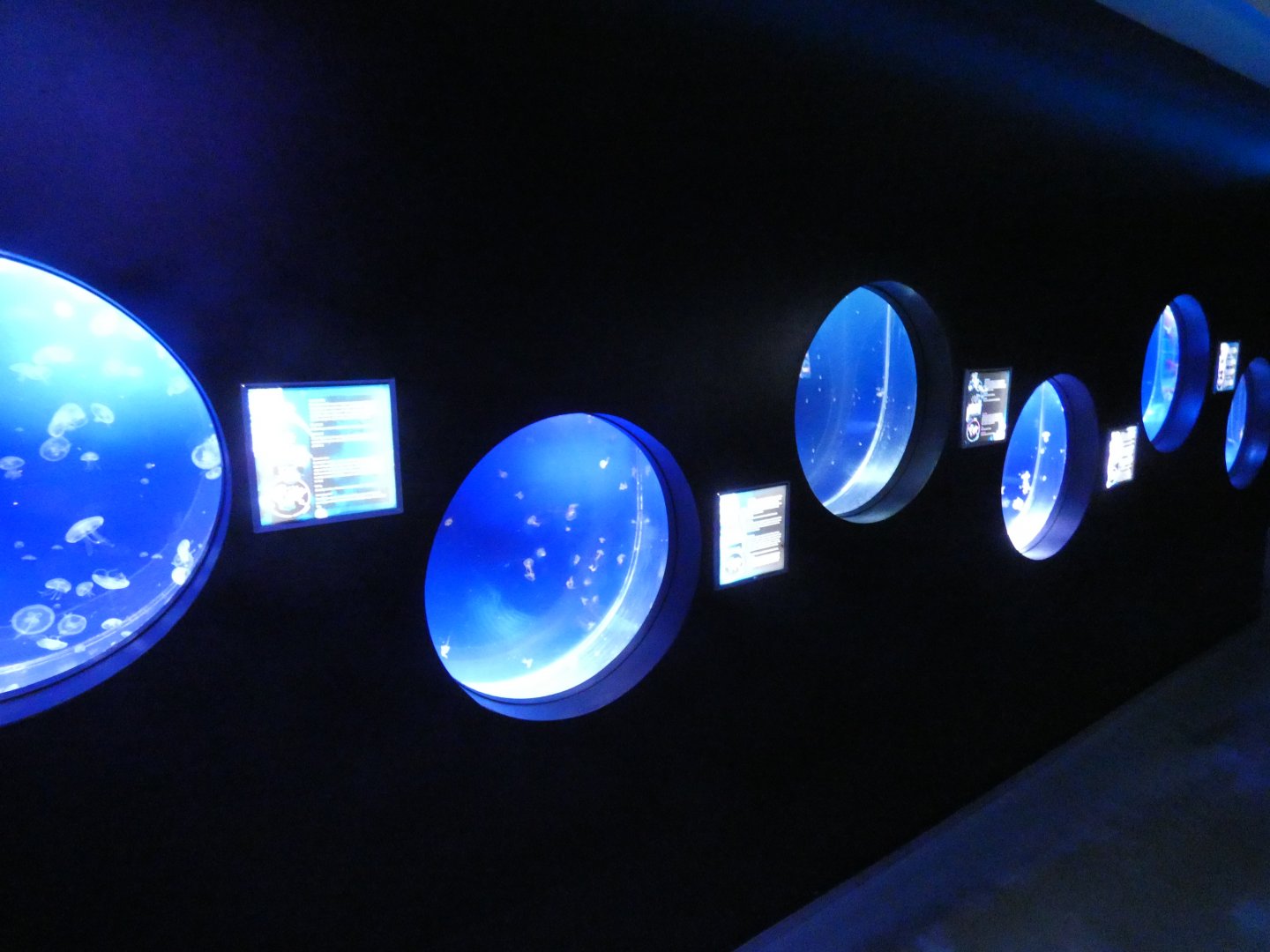 Jellyfish tanks - Svět Medúz