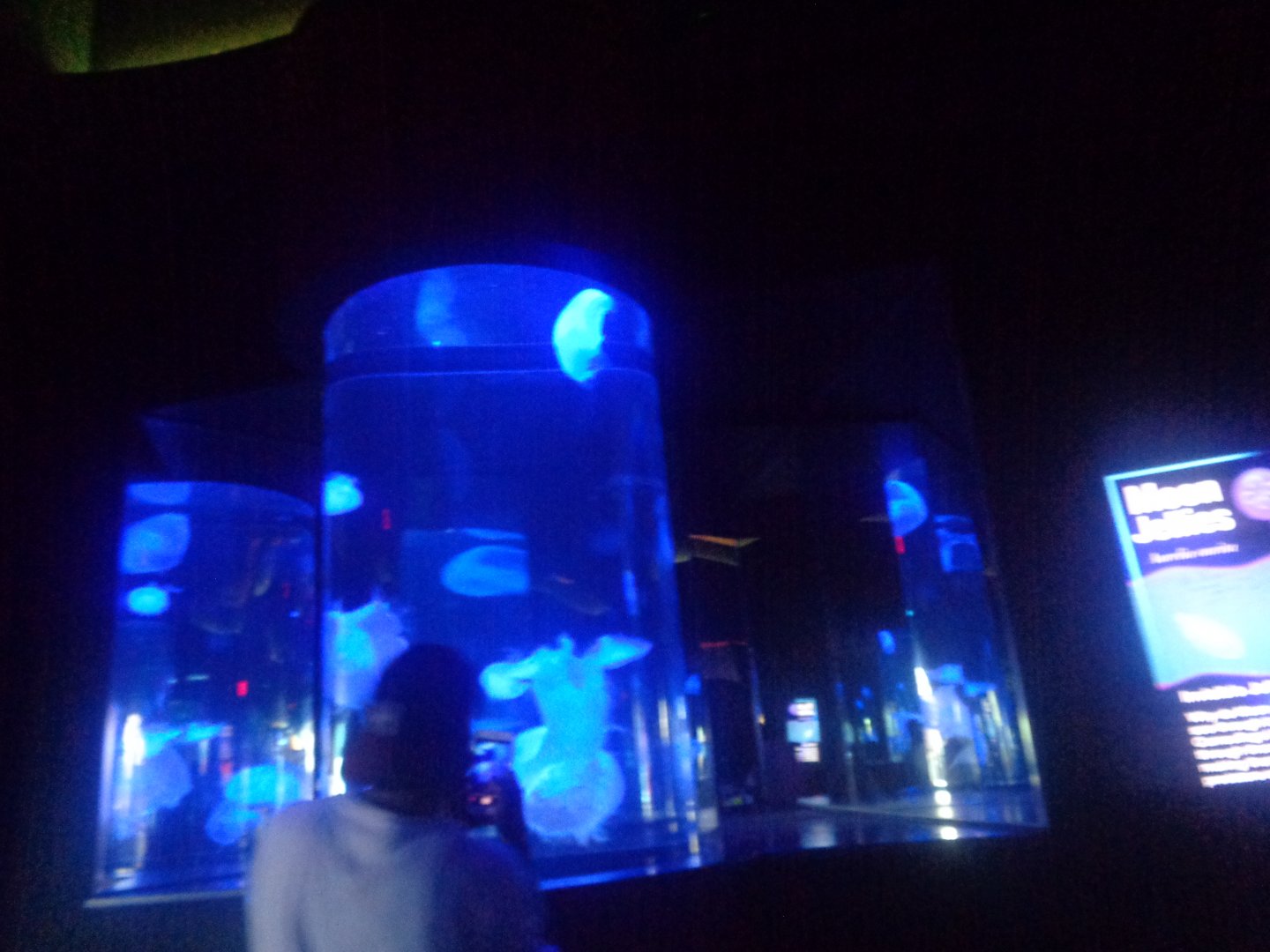 Jellyfish tanks