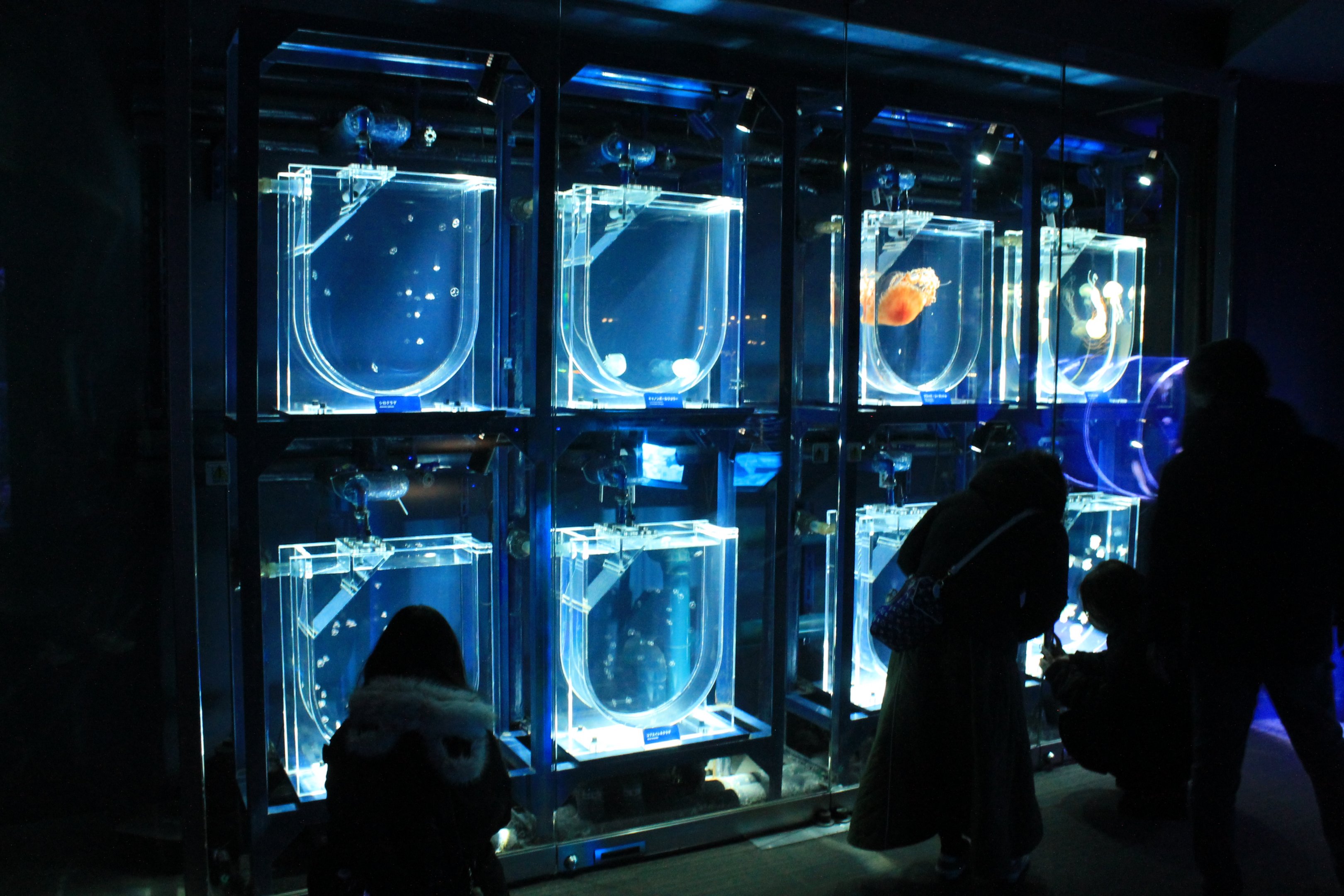 Jellyfish tanks