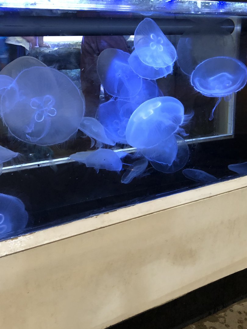 Jellyfish touch tank-Great lakes aquarium