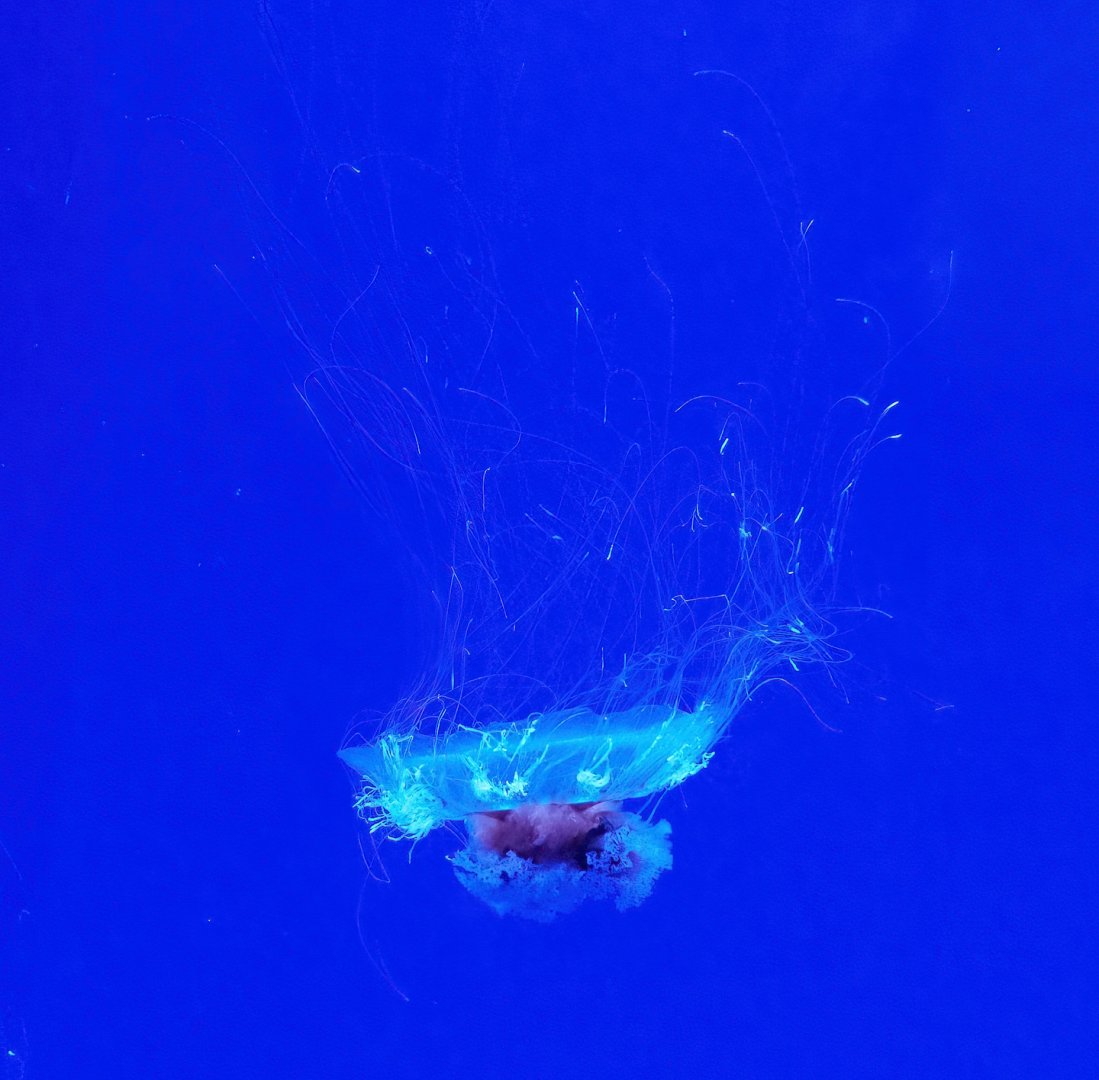 Jellyfish (Unknown and unsigned species), 2023-05-15
