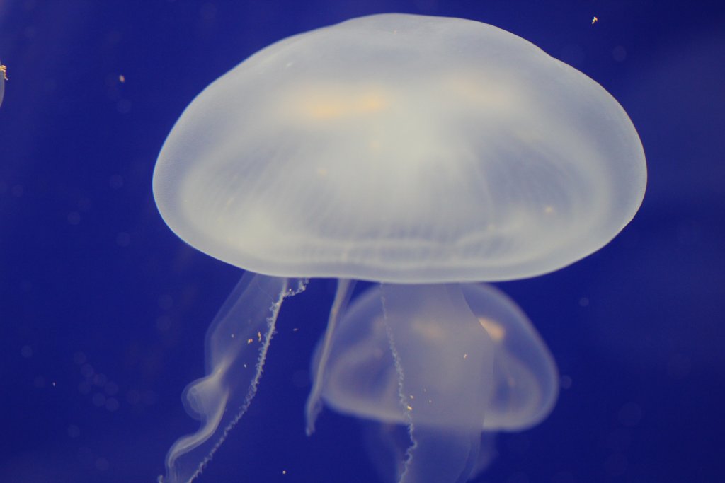 Jellyfish