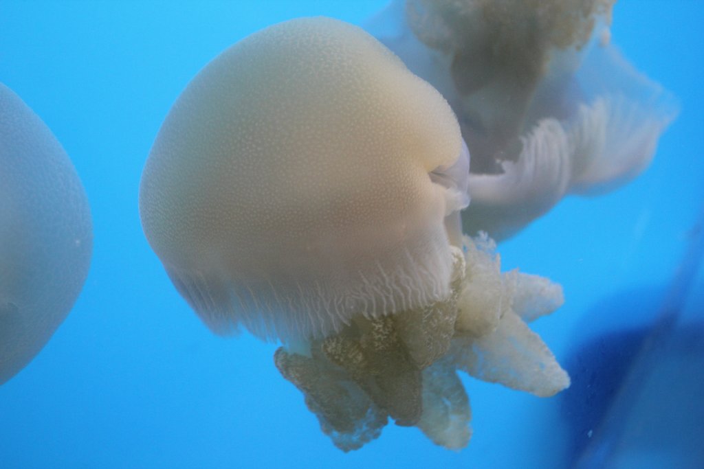 Jellyfish