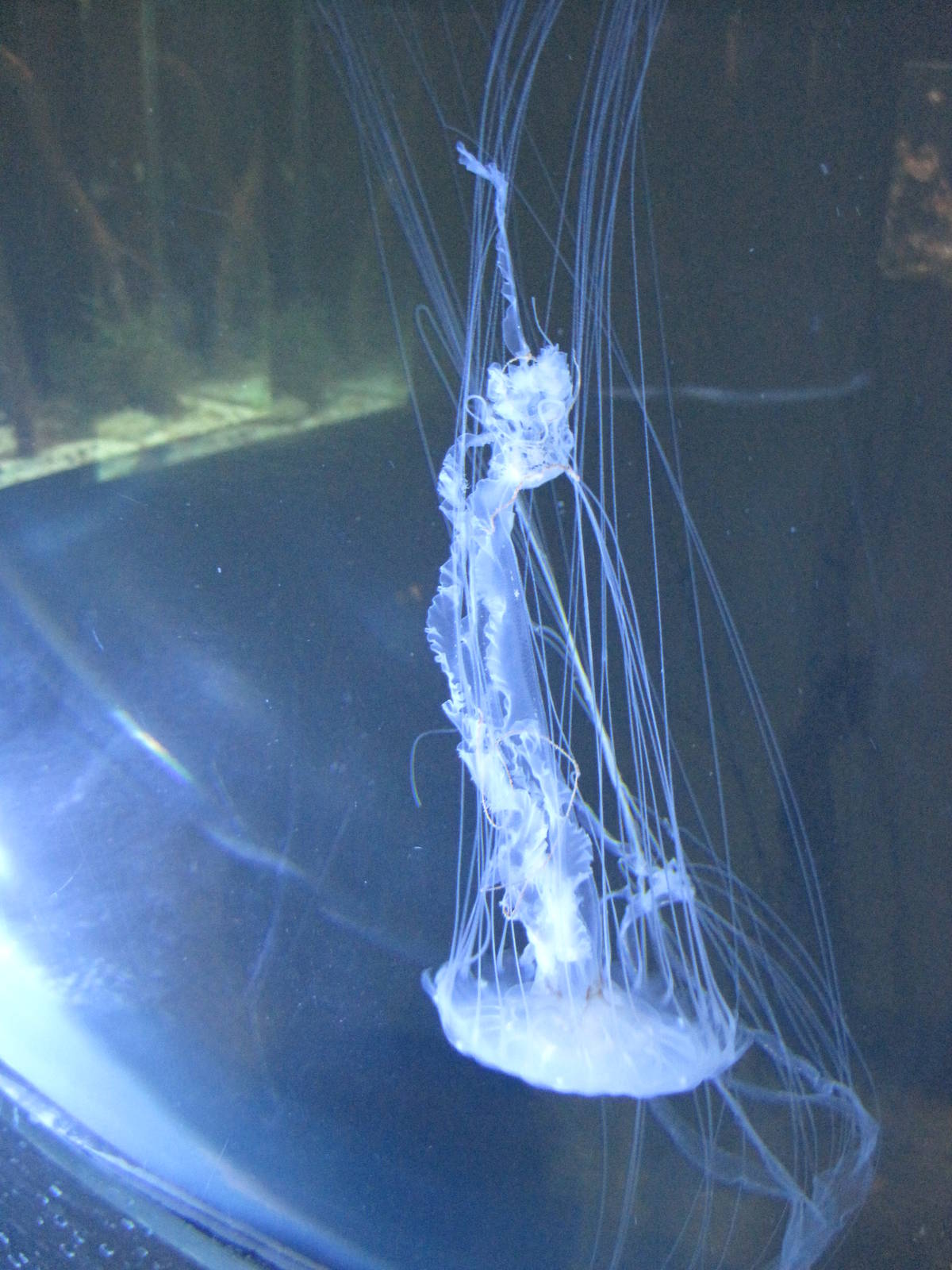 Jellyfish
