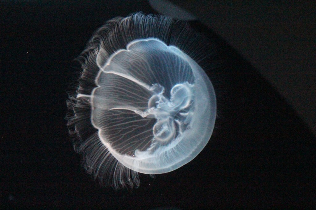 Jellyfish