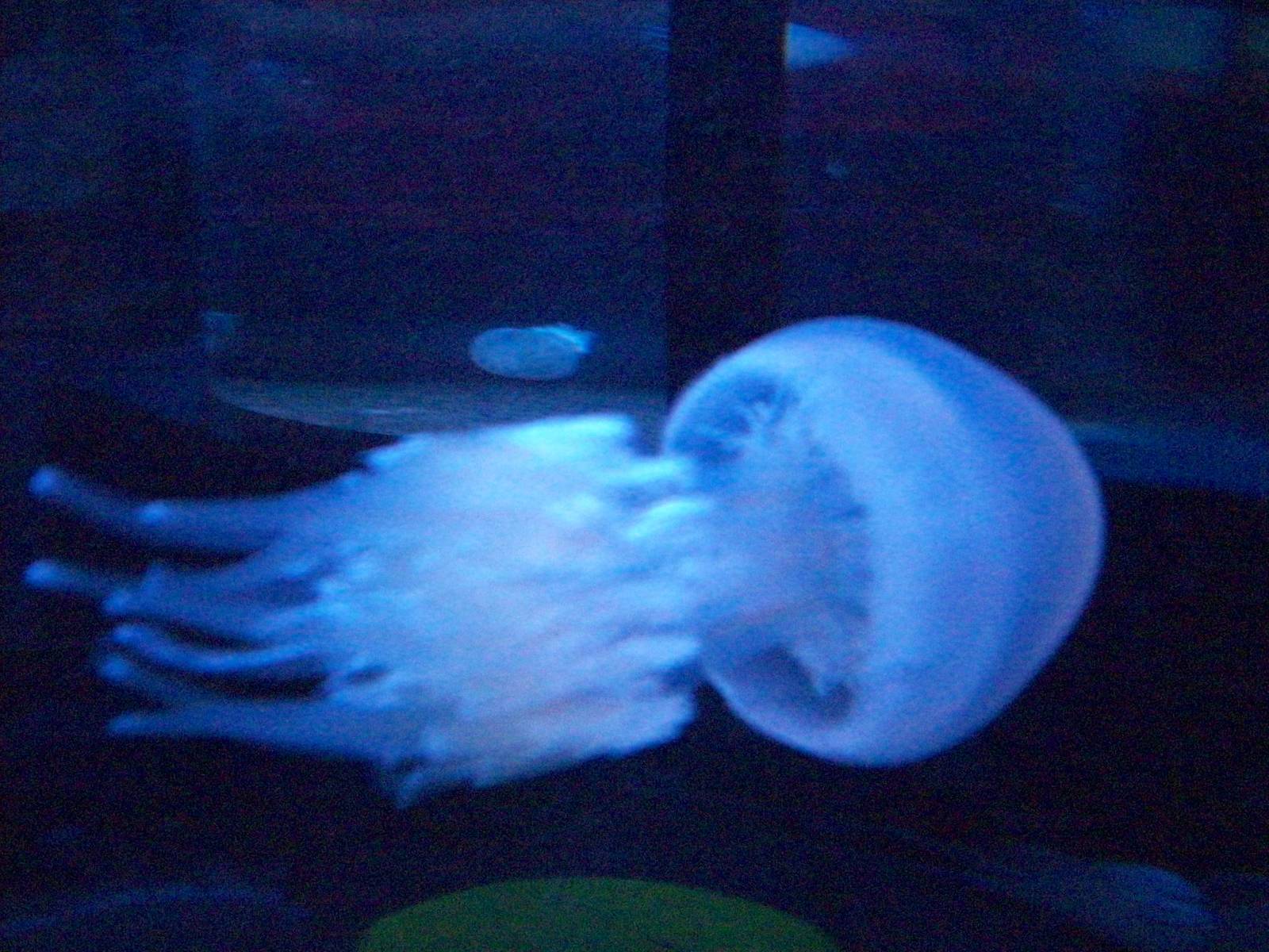 jellyfish