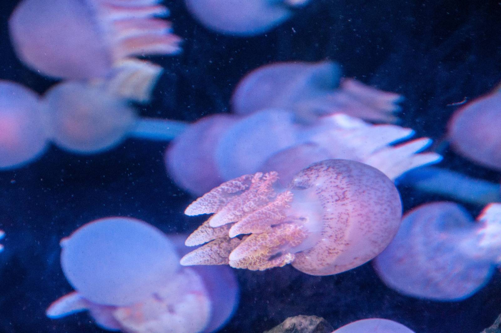 Jellyfish