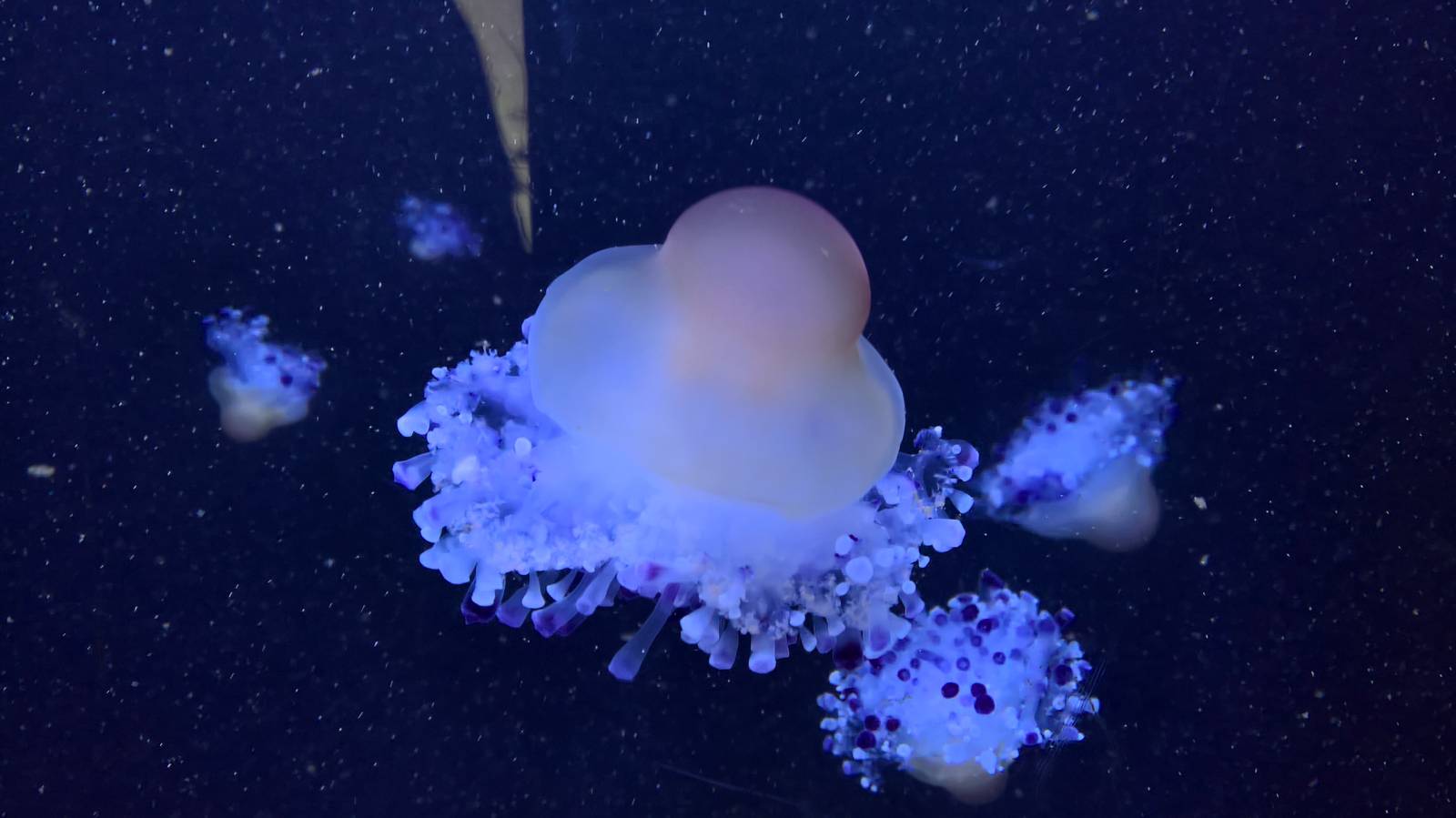 Jellyfish