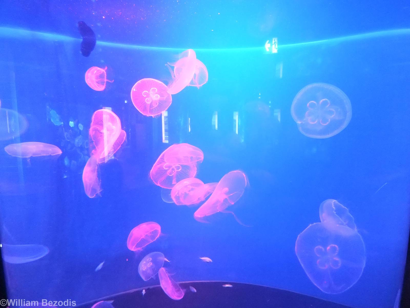 Jellyfish