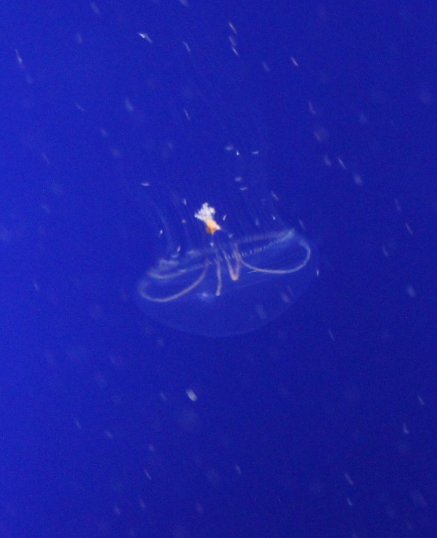 Jellyfish